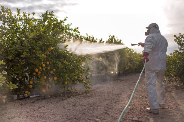 Best Pest Prevention Services  in Mcnary, AZ