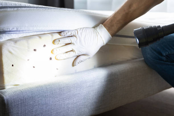 Best Cockroach Control Services  in Mcnary, AZ