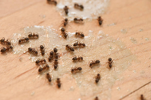 Best Spider Control Near Me  in Mcnary, AZ