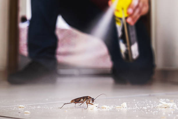 Best Mosquito Control Services  in Mcnary, AZ