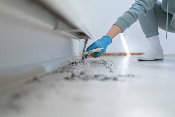 Best Bird Control  in Mcnary, AZ